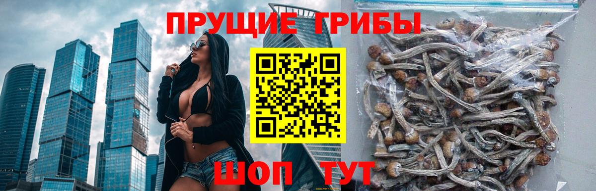 Псилоцибиновые грибы Psilocybine cubensis  Вход с VPN  купить наркоту  Петровск 